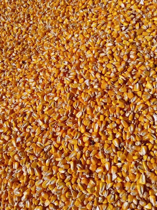 Vand porumb productie 2025