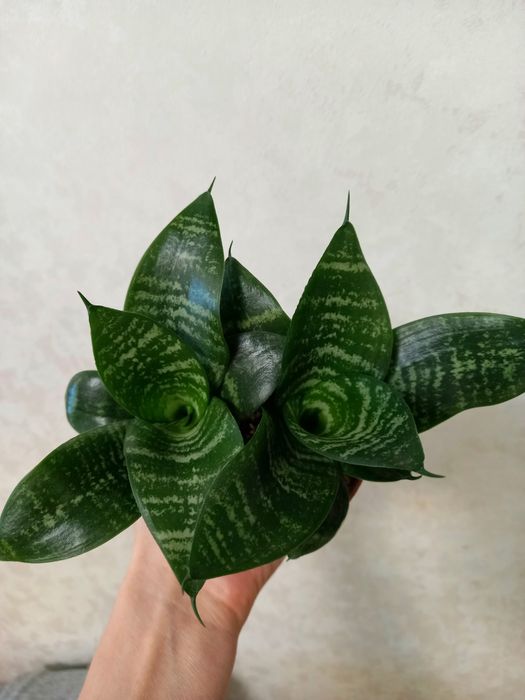 мини Сансиверия, сорт Ханни