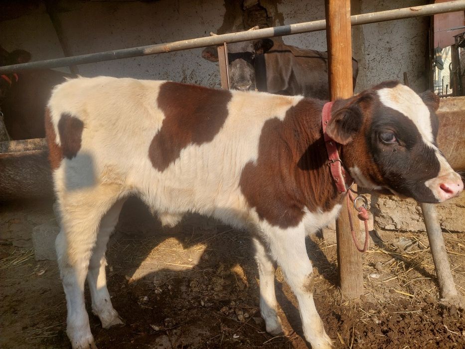 Ona bola sigir sotiladi bolasi buqqacha