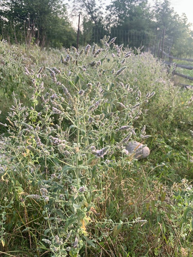 Ceaiuri din plante medicinale