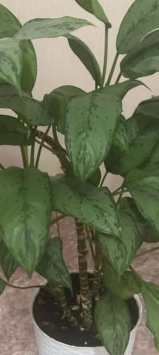 Продам дом цветы