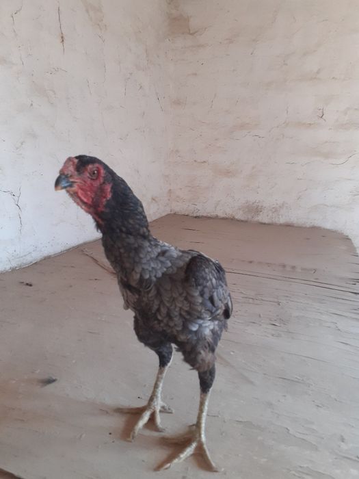 Ганой+ Кория макиён