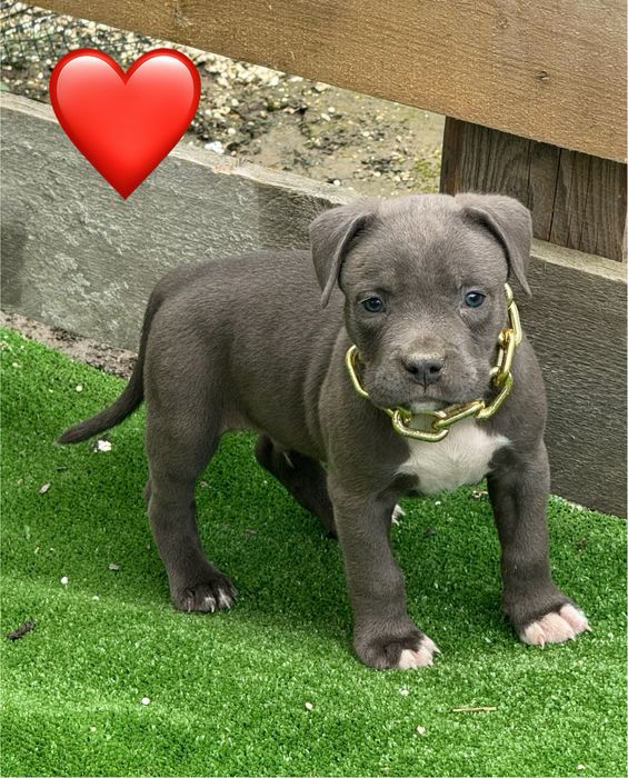 Femela amstaff blue