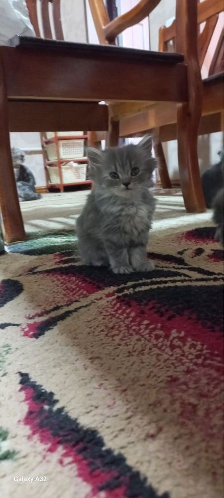 Продаются котята