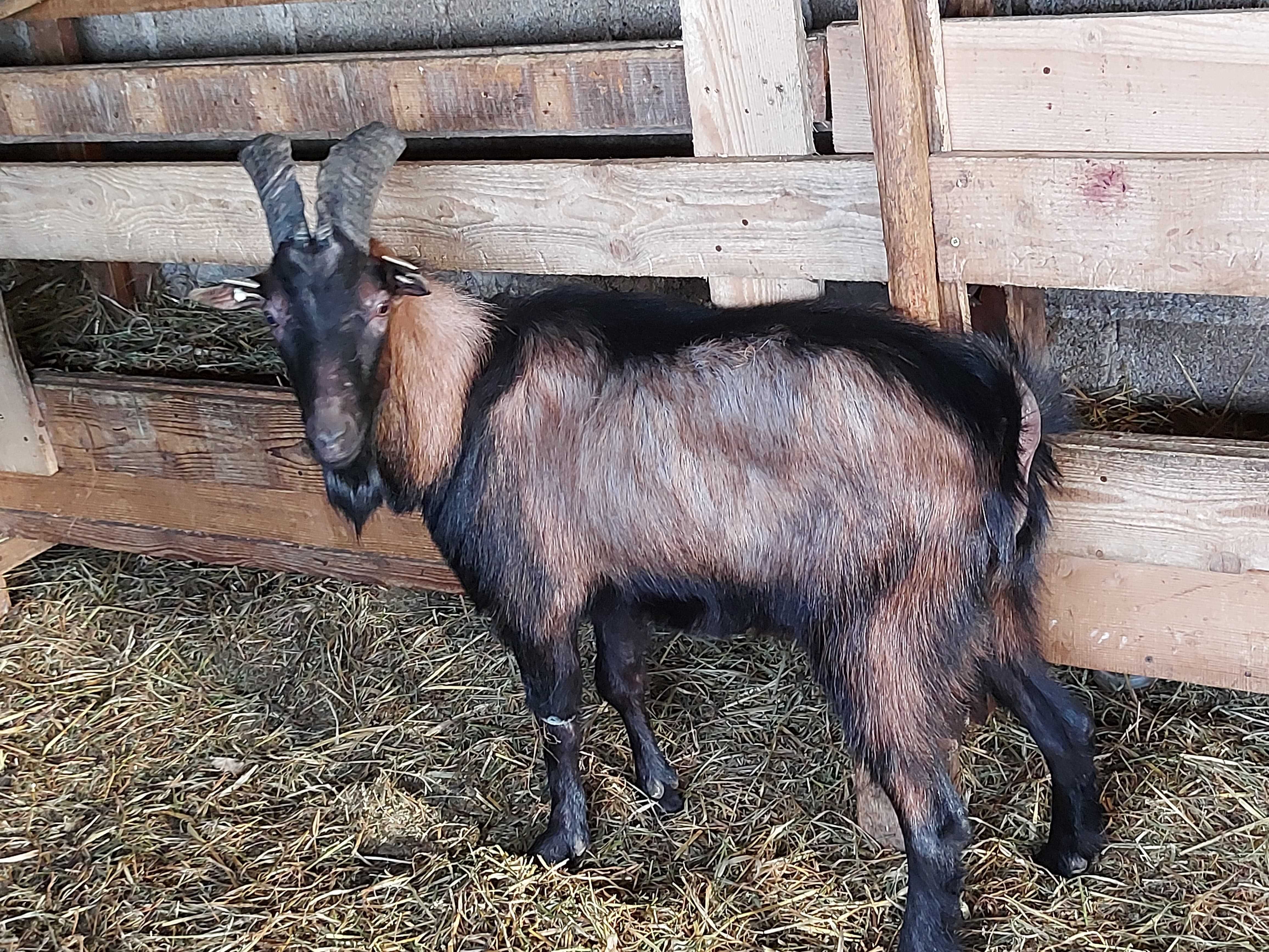 Vând țapi alpin (cu pedigree) și alte animale.