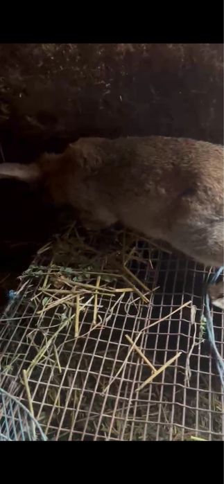 Vand o pereche de iepuri