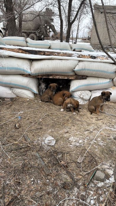 Отдам щенят в хорошие руки.