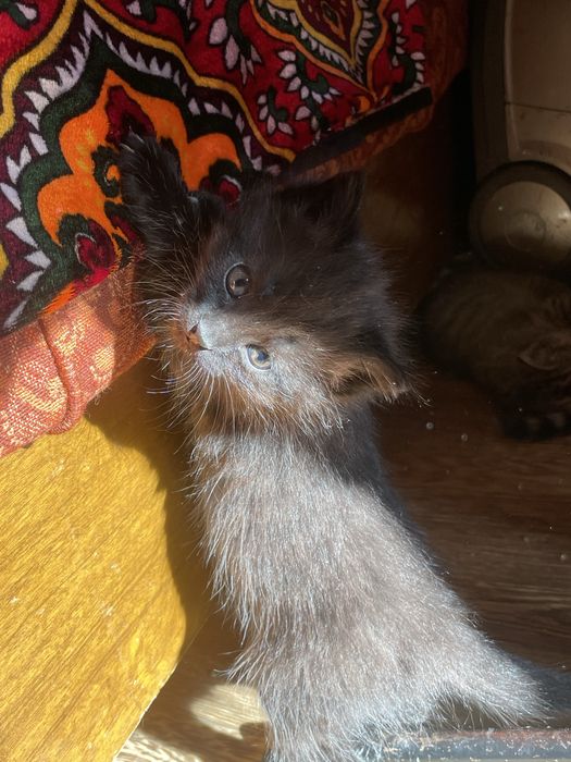 Котята бесплатно