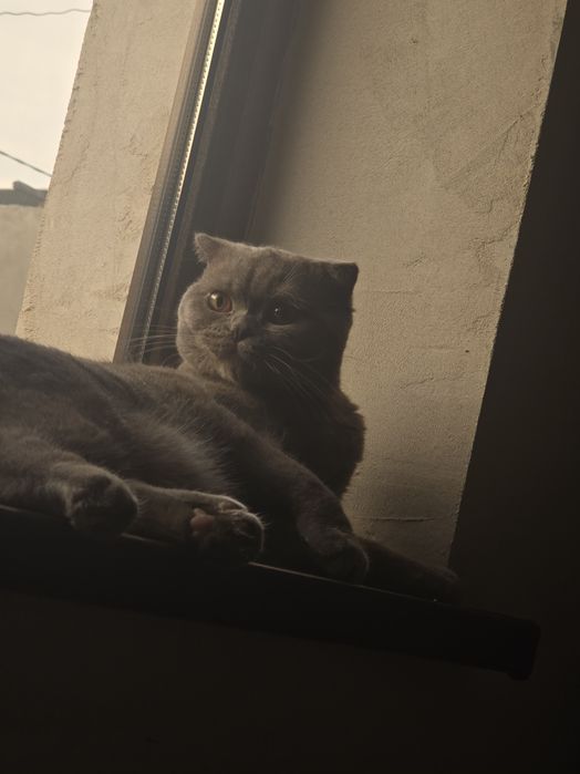 Skotish fold oʻgʻil bola