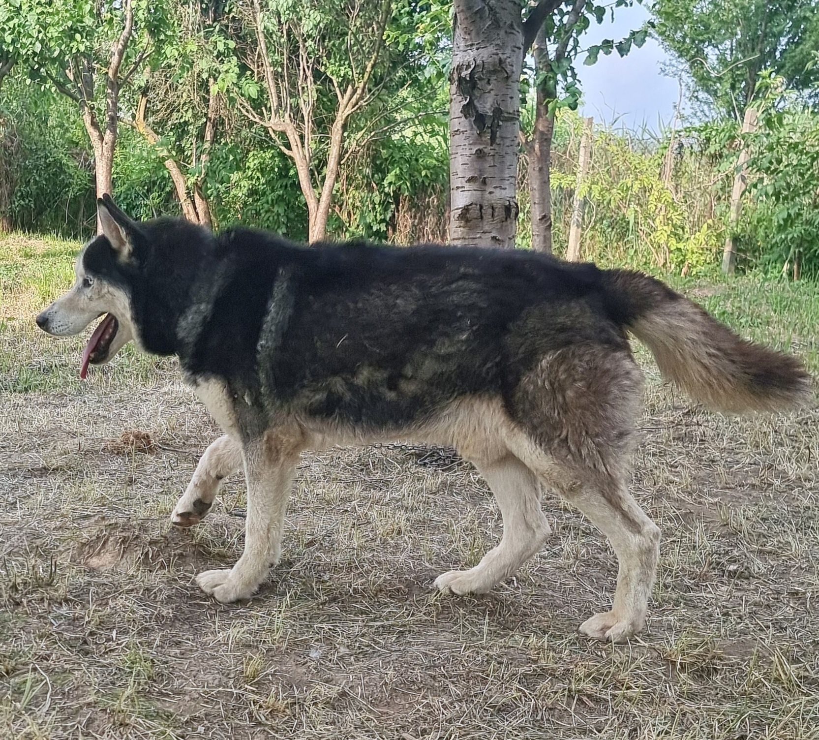 husky spre adoptie