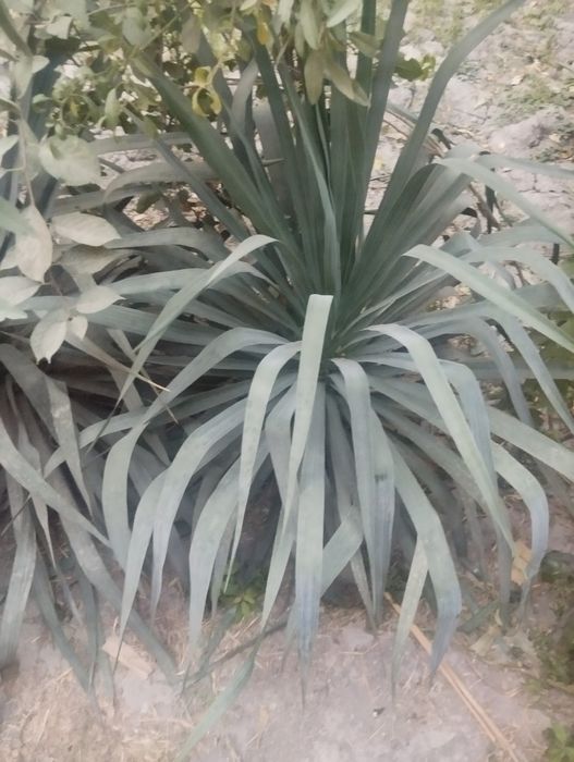 Gullar  sotiladi