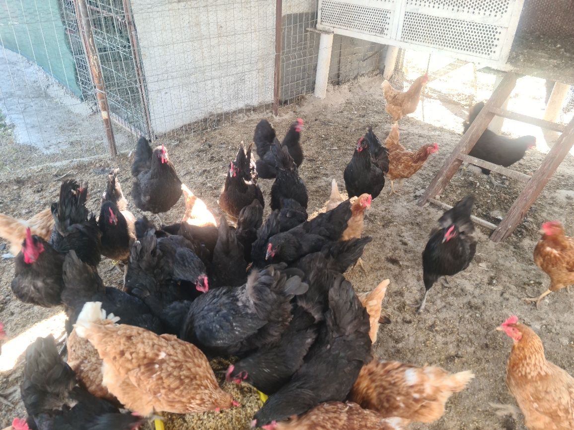 Gaini de casă și găini Australorp