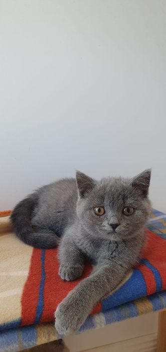British shorthair blu,asigur transport!