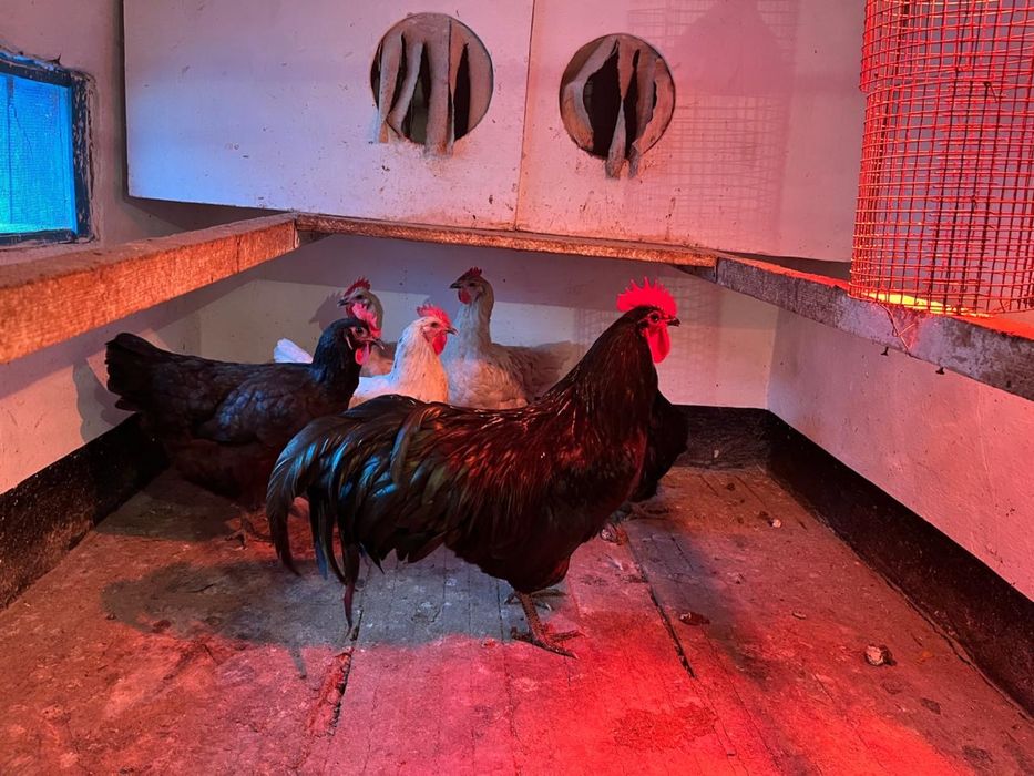 Куры австролов…..