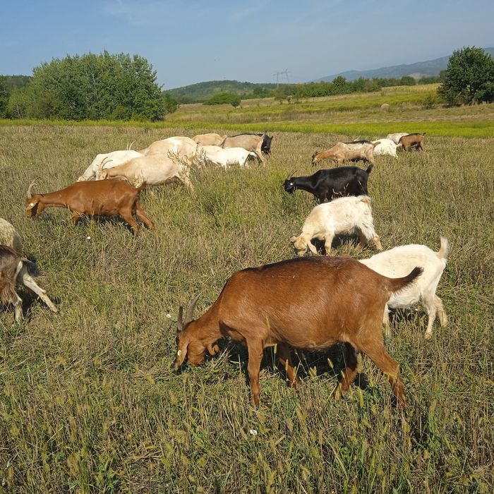 Capre de ținut tineret.