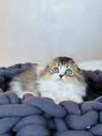 Scottish fold cu PEDIGREE
