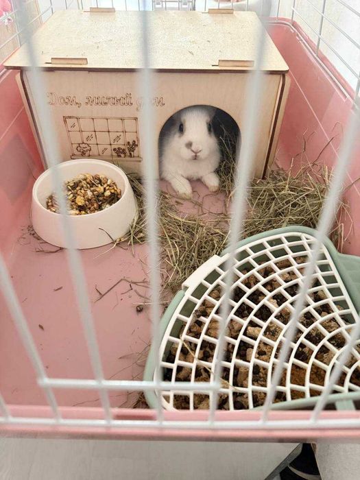 Продам декоративного кролика