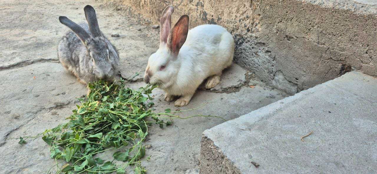 quyonlar sotiladi 2 ta