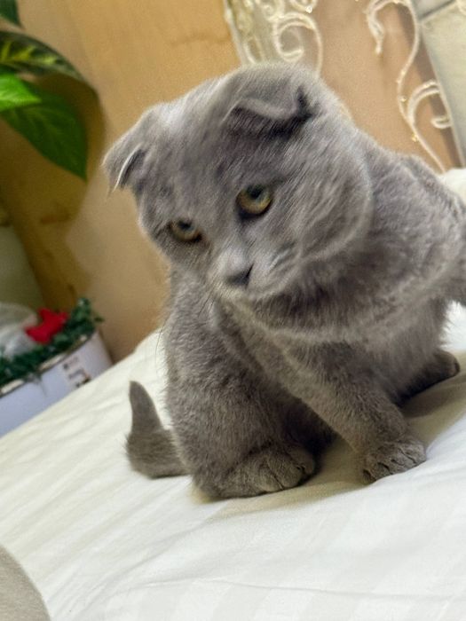 Mushuk: veslouxo shatland.