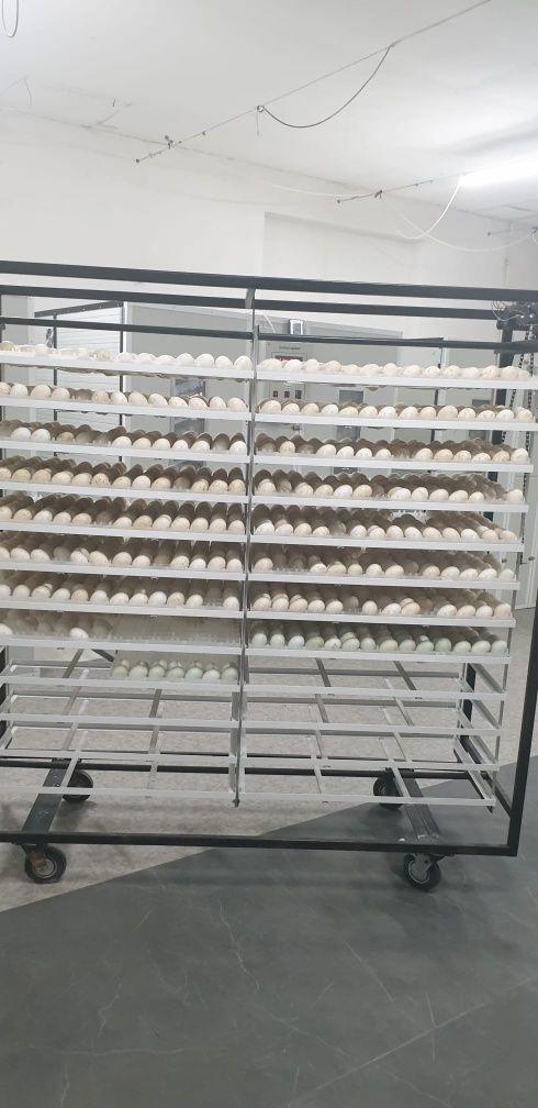 Incubator oua rață, curcă, gaina