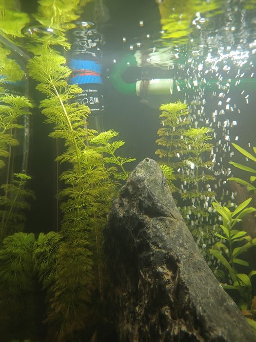 Аквариум и растения!