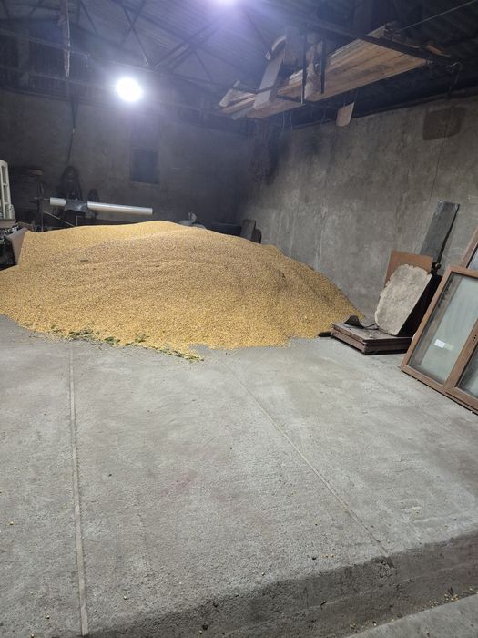 Porumb boabe 2025 uscat