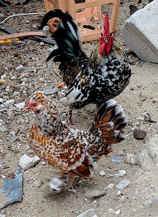 Gaini si cocosi pitici