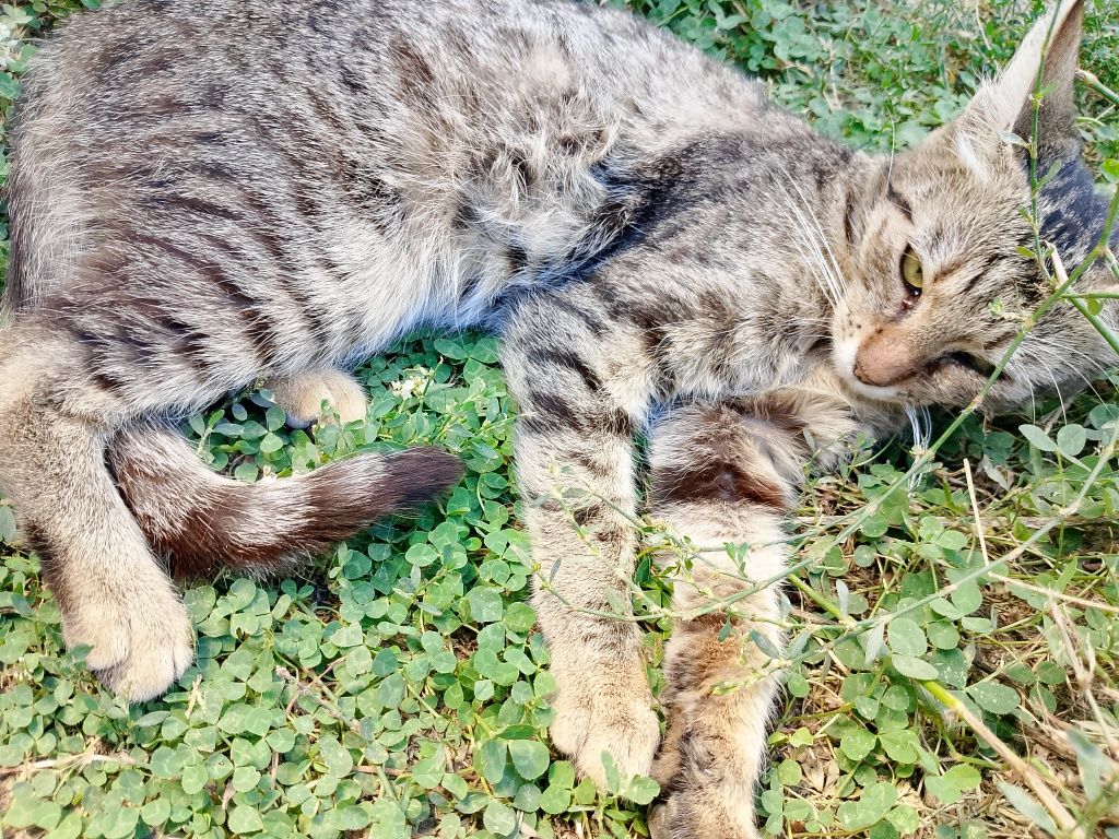 Подарявам коте ,сиво
