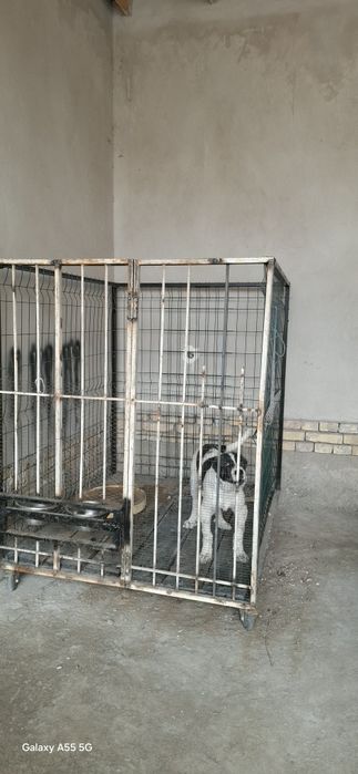 Чистакровный Алабай олти бармок хакикий.