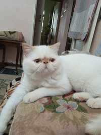 Котята персидский породы