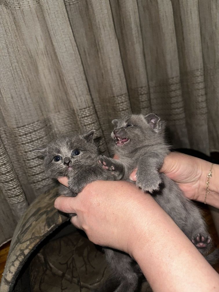Котята  Скотиш фолд