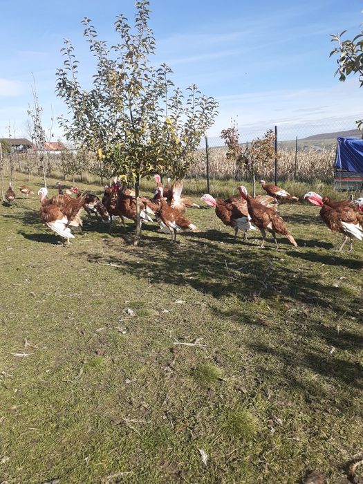 Curci de vânzare Red Bourbone