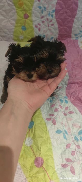 Продавам мини йорки