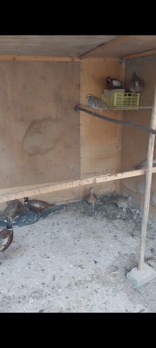 Kavkaz fazan sotiladi bahorgi jo'jalar kelishamiz barteram bo'ladi