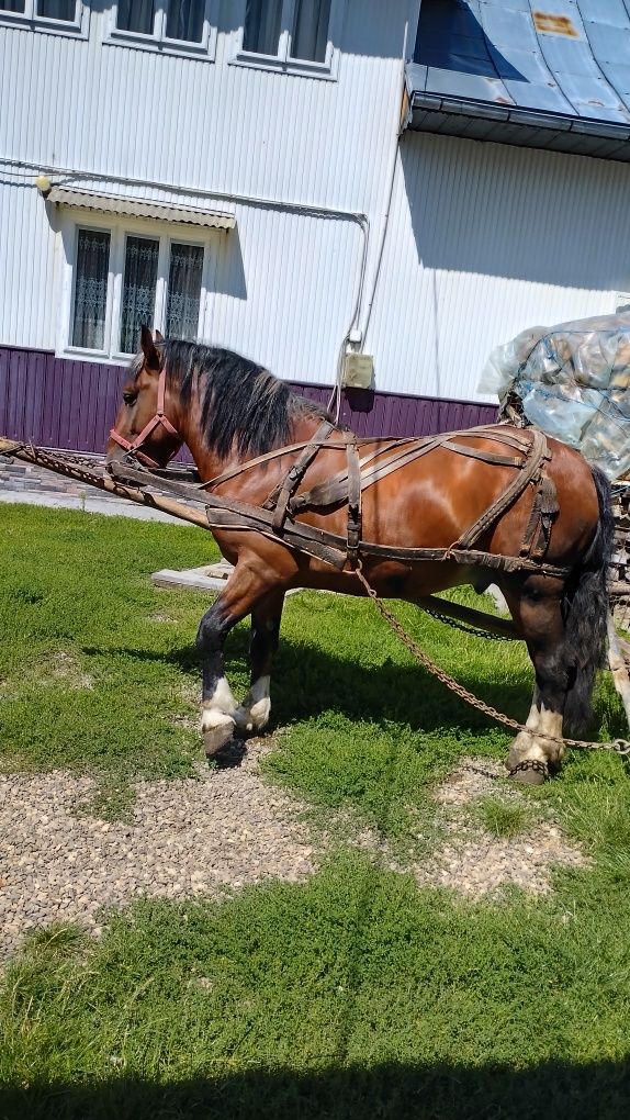 De vânzare cal de 2ani jumate,este învățat.Trage f.bine