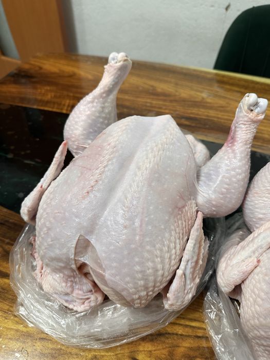 Куры домашний бройлер