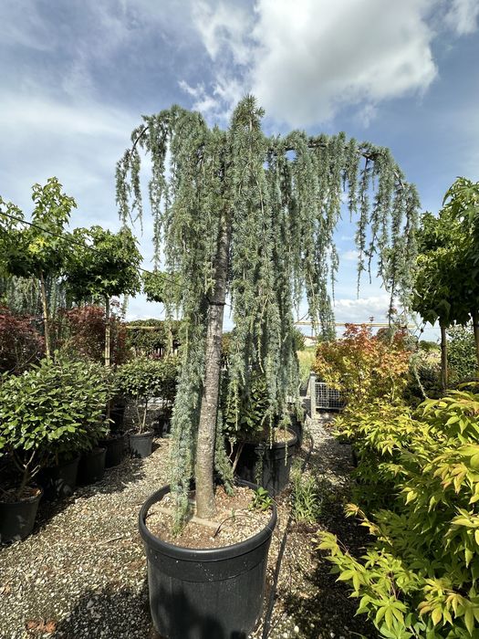 Hortensia . Photinia RedRobin Copac/Ghiveci Laur englezesc , Azalee