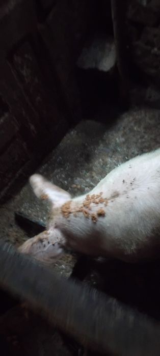 Прасе машкар ...