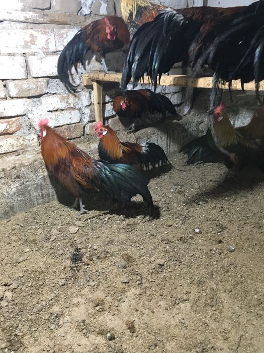 Феникс хорозлари