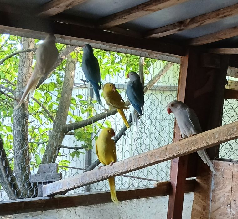 Papagali Alexandru, Baraband, Rozella