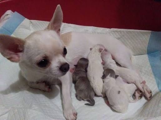 продам щенков породы Чихуа-Хуа