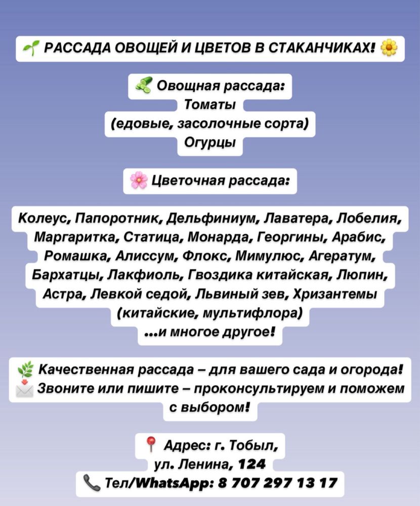 Рассада томатов огурцов и.т