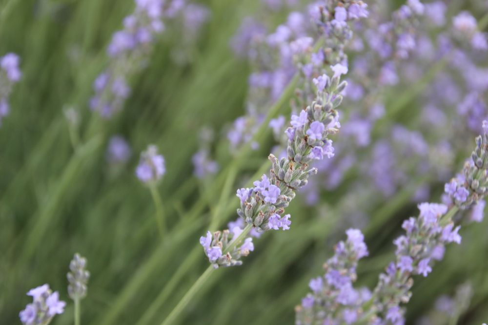 Canon 600D cu accesorii