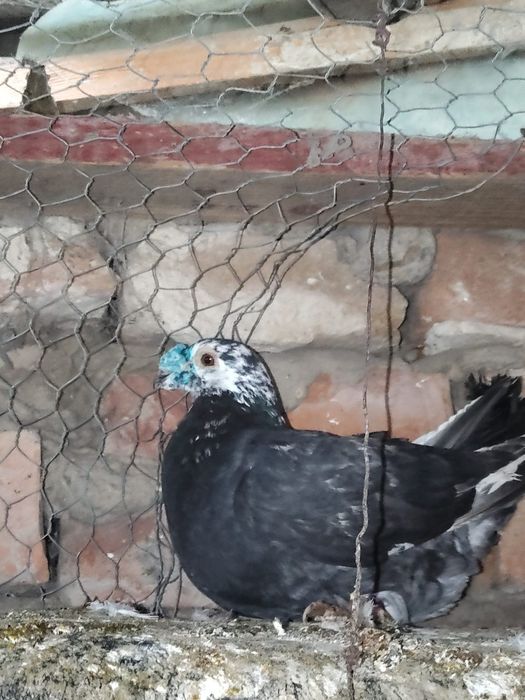 Vând mascul voiajor duduros