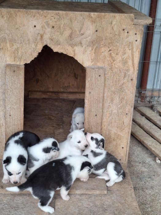 Donez pereche husky