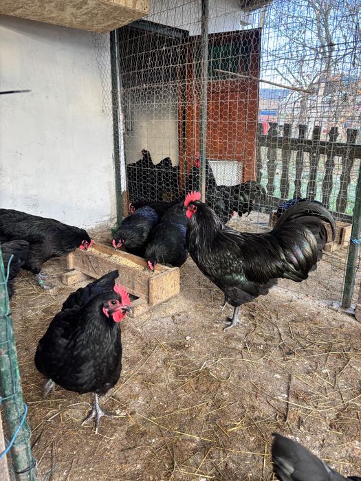 Precomenzi pentru puiisori/ouă de incubat Australorp Negru