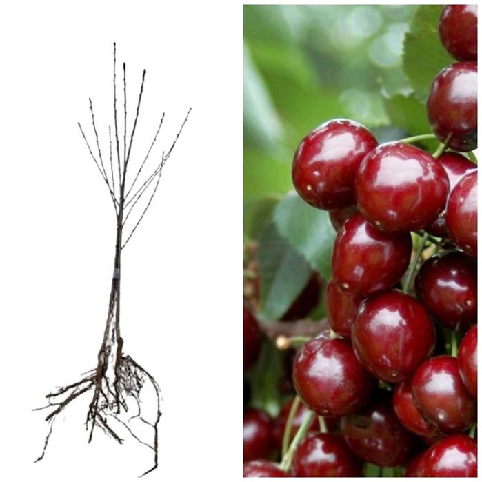 Cires Stella, regina fructe mari, anul 2 sau 3. calitatea 1!Livrare RO