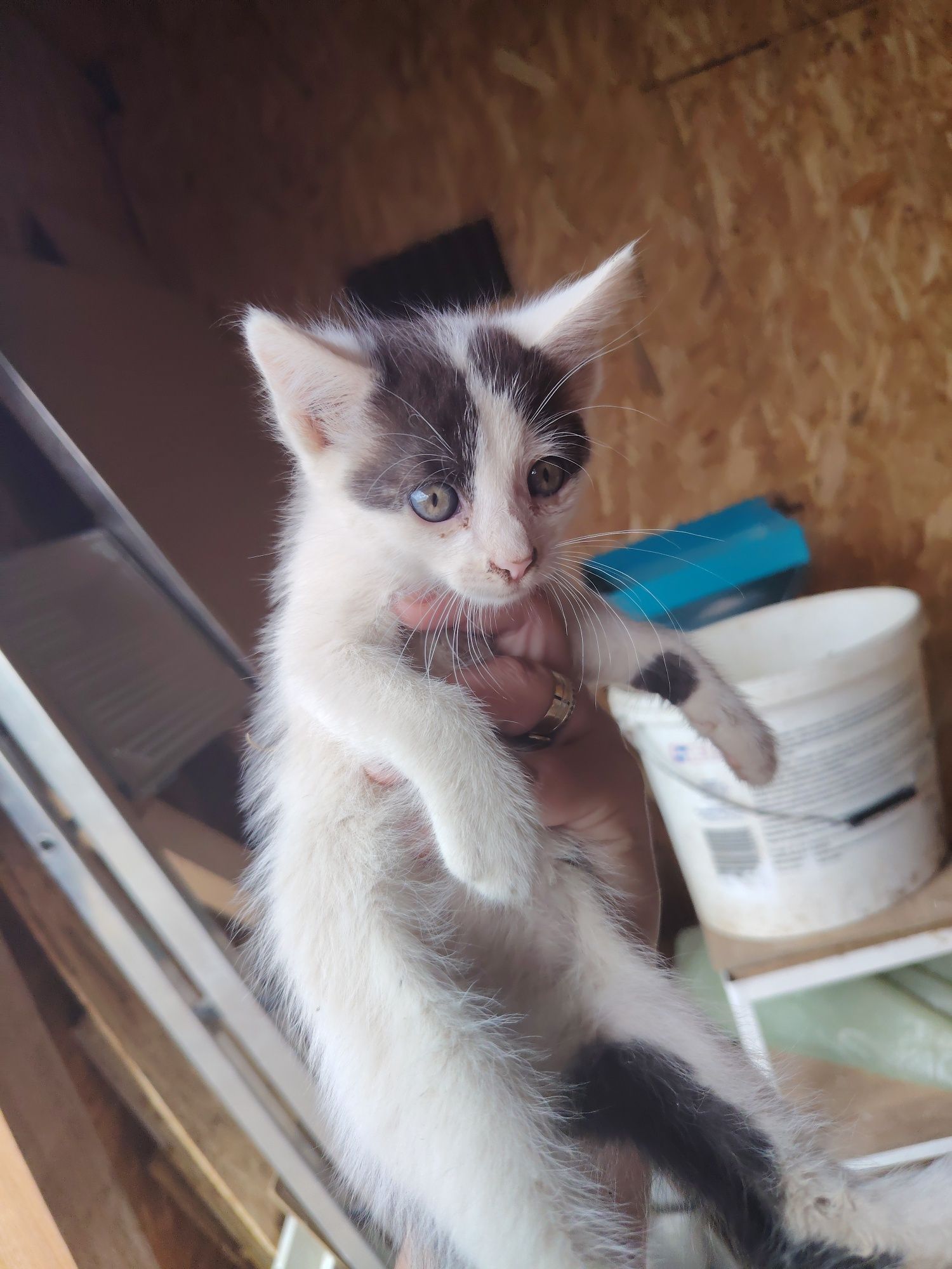 Pui de pisica spre adoptie