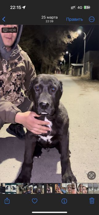 Продам шенка алабая