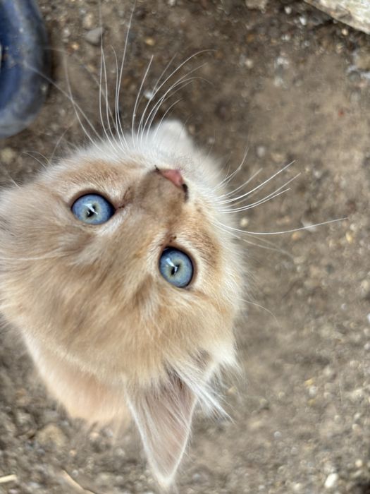 Отдам котенка в добрые руки